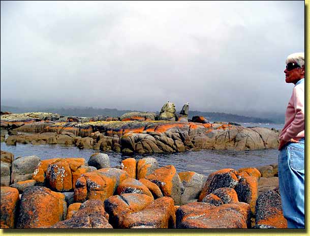 Red Lichen covered rocks in Bay of Fires