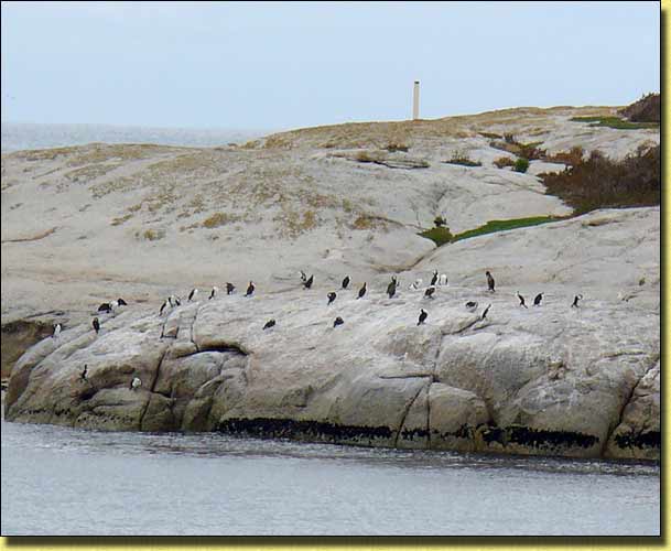 Penguins at Bicheno