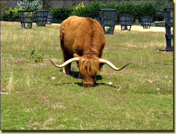 Highland Cattle